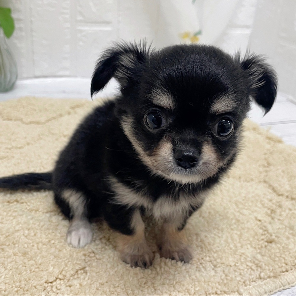 岡山県のチワワ(ロング) (犬の家＆猫の里岡山店/2026年7月24日生まれ/女の子/ブラックタン)の子犬の3枚目の画像