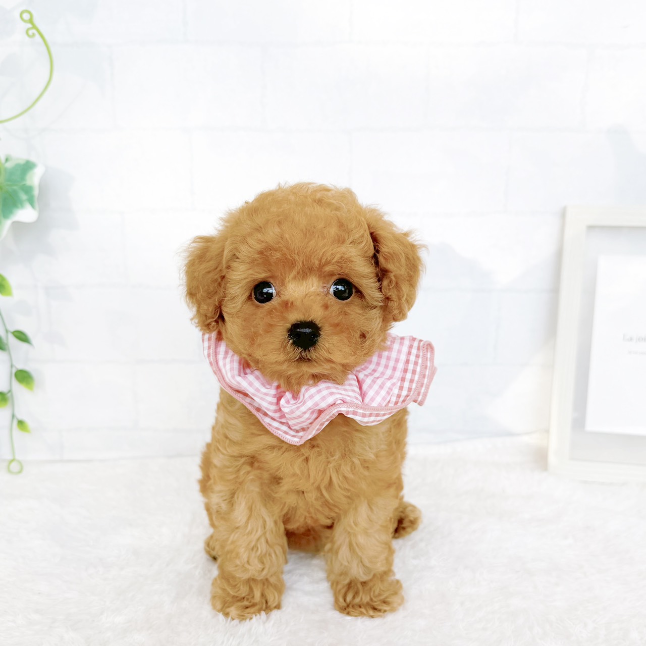石川県のトイプードル(タイニー) (犬の家＆猫の里金沢店/2026年7月25日生まれ/女の子/レッドフォーン)の子犬の3枚目の画像