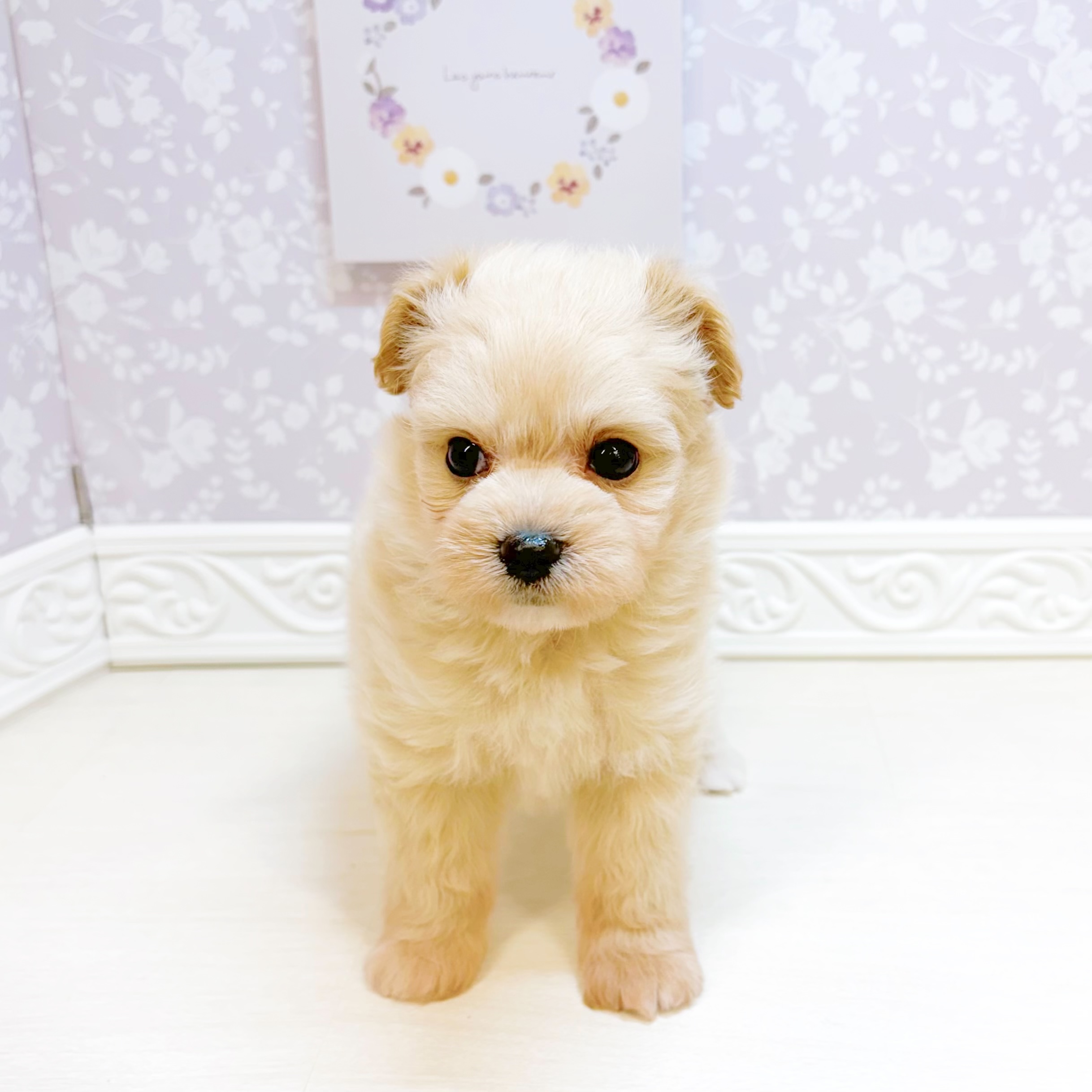 石川県のポメプー(ポメラニアン×プードル) (犬の家＆猫の里アミーゴ金沢おこばた店/2026年7月25日生まれ/男の子/クリーム)の子犬の3枚目の画像