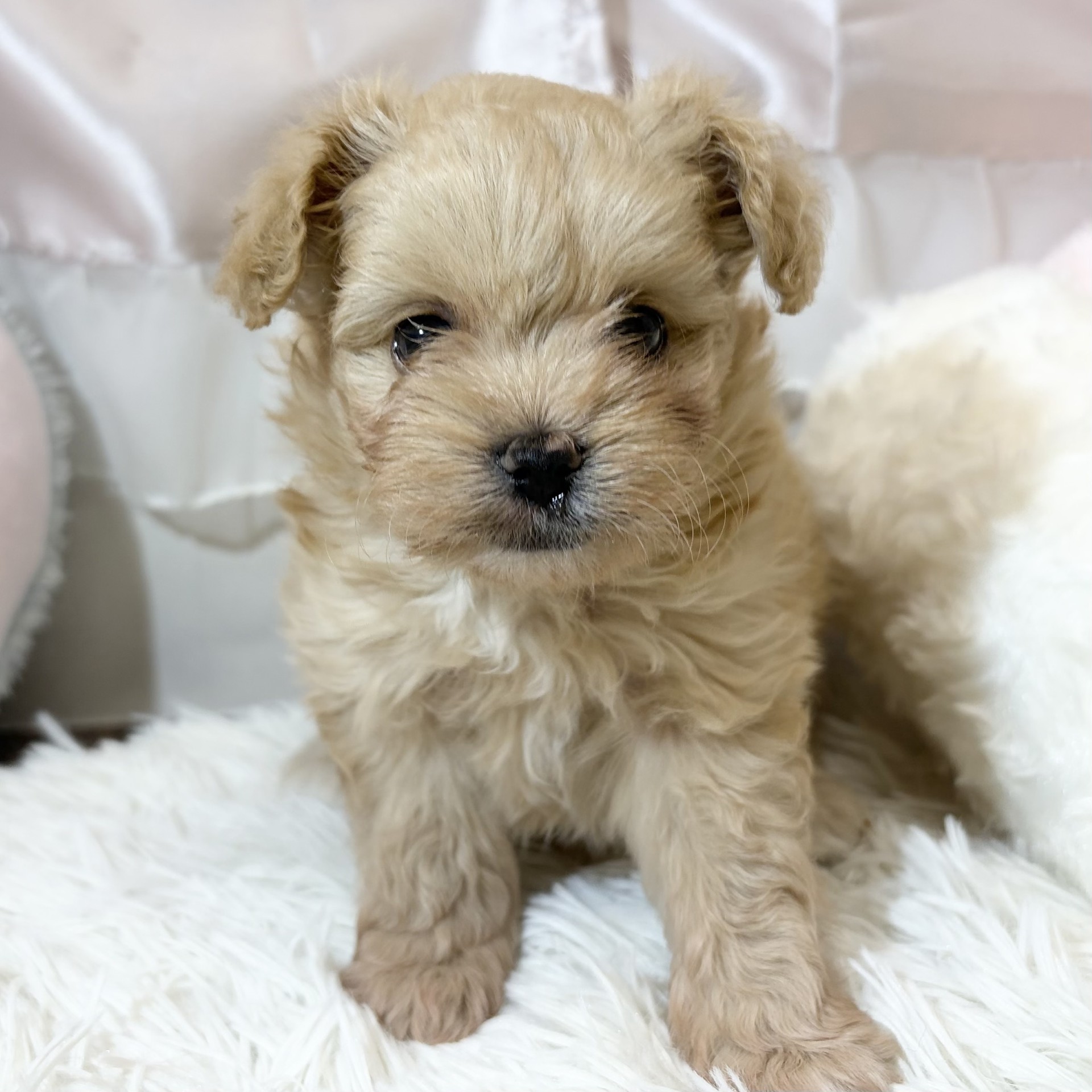 兵庫県のポメプー(ポメラニアン×プードル) (犬の家＆猫の里カナート西神戸店/2026年7月25日生まれ/女の子/クリーム)の子犬の3枚目の画像
