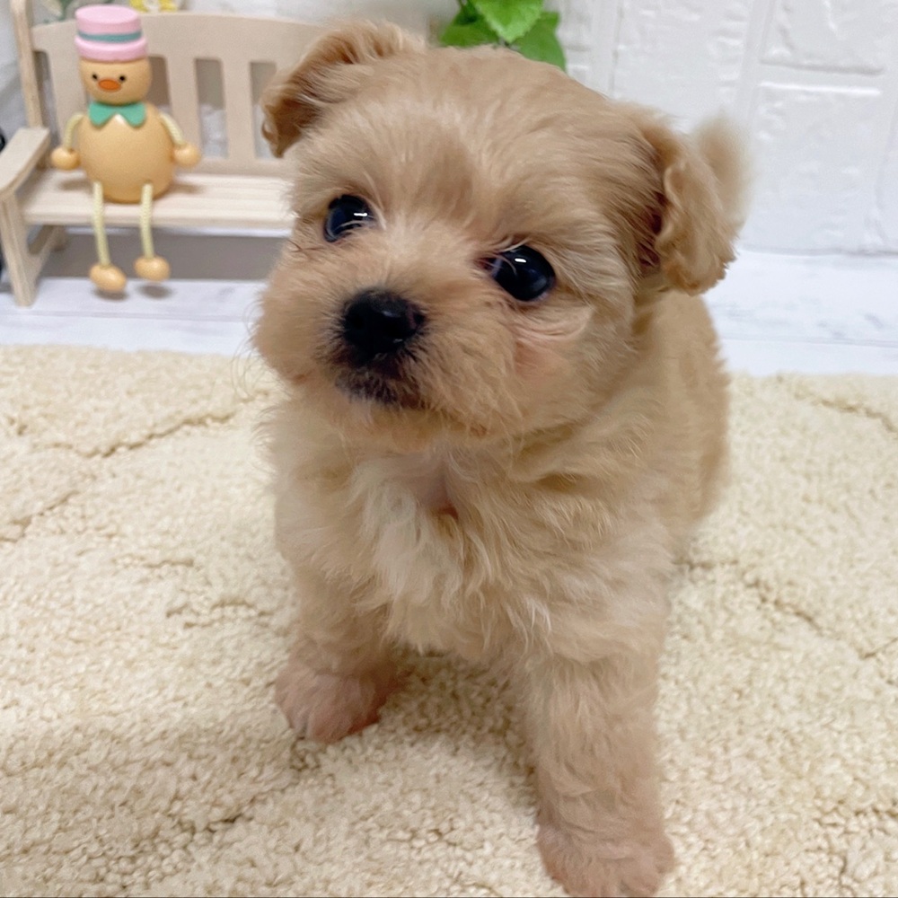 岡山県のポメプー(ポメラニアン×プードル) (犬の家＆猫の里岡山店/2026年7月25日生まれ/女の子/クリーム)の子犬の3枚目の画像