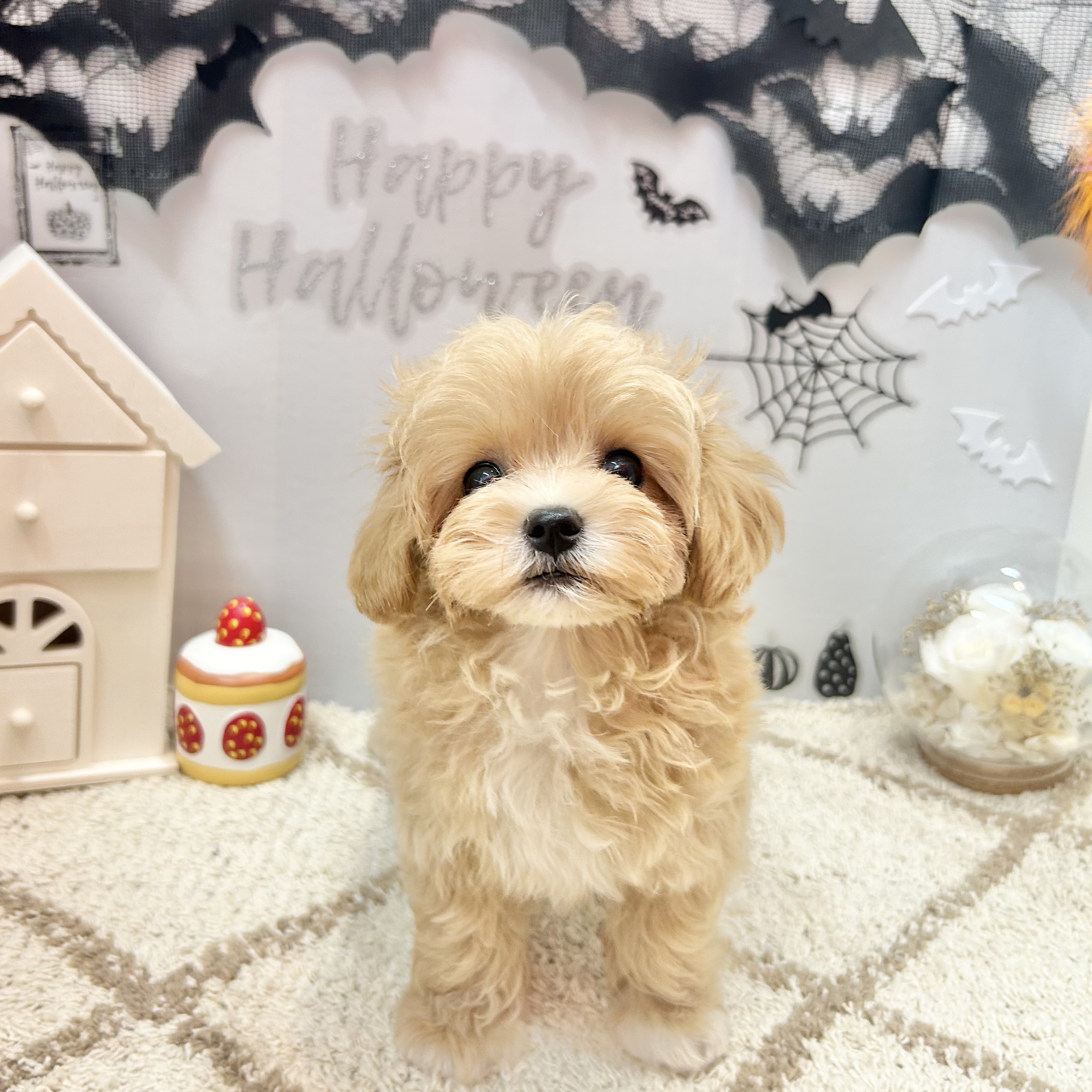 静岡県のマルプー(マルチーズ×プードル) (犬の家＆猫の里プレ葉ウォーク浜北店/2026年7月20日生まれ/男の子/アプリコットホワイト)の子犬の3枚目の画像