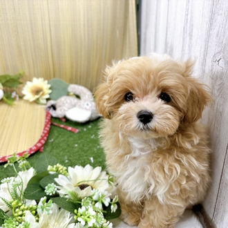 神奈川県のマルプー(マルチーズ×プードル) (犬の家＆猫の里小田原店/2026年7月20日生まれ/男の子/アプリコットホワイト)の子犬の3枚目の画像