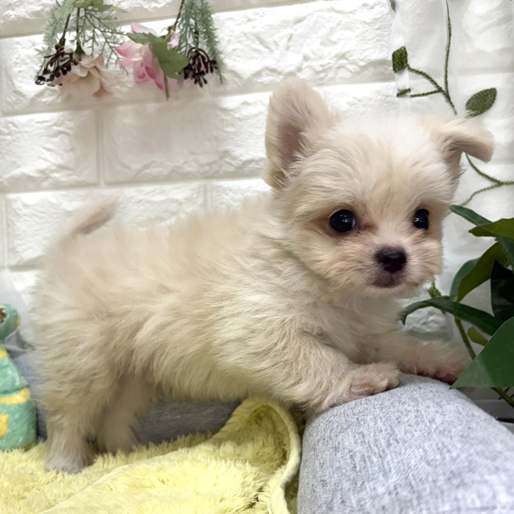 長野県のチワマル/マルチワ(チワワ×マルチーズ) (犬の家＆猫の里塩尻店/2026年7月24日生まれ/男の子/クリームホワイト)の子犬の3枚目の画像