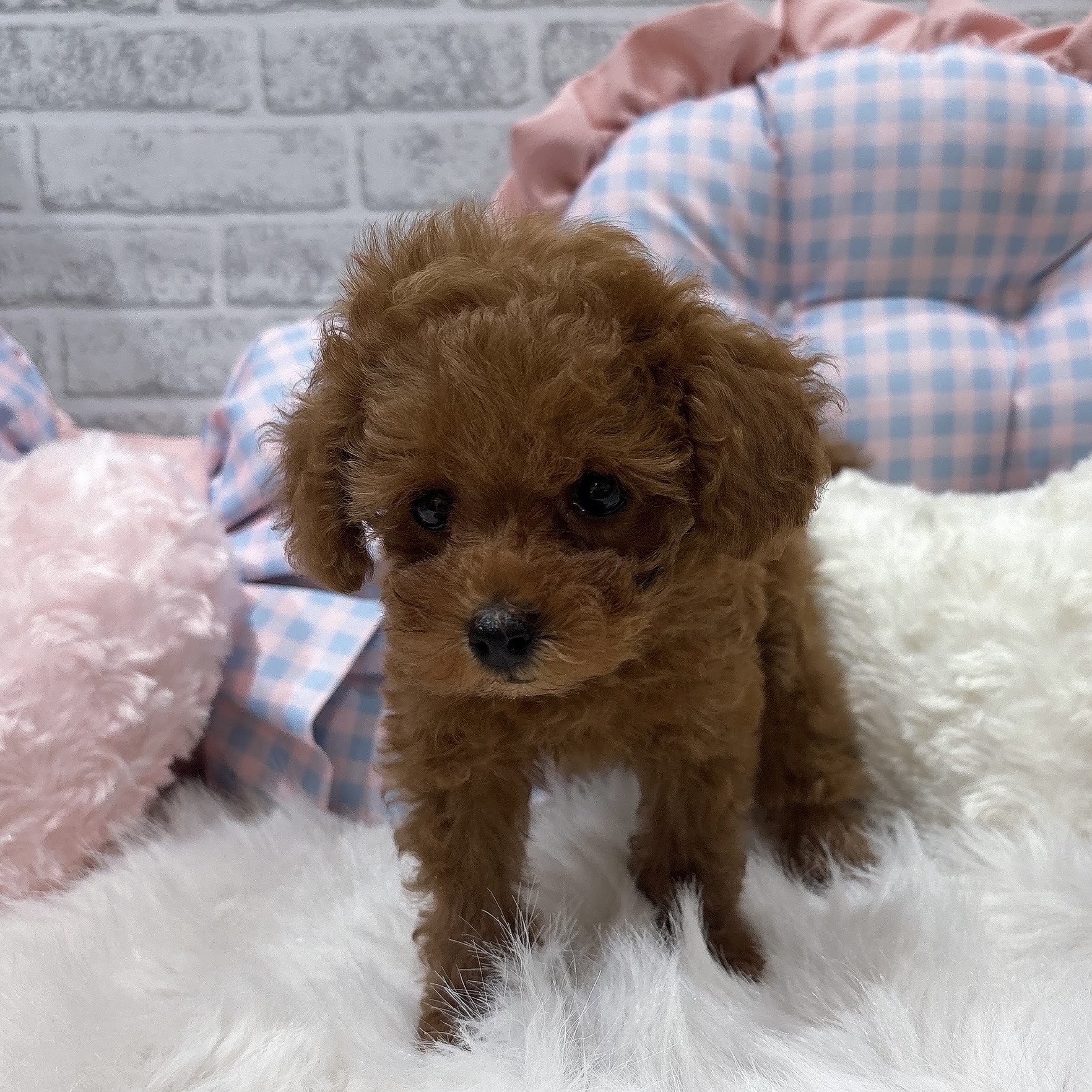 神奈川県のトイプードル(トイ) (犬の家＆猫の里元住吉ブレーメン通り店/2026年7月25日生まれ/女の子/レッドフォーン)の子犬の3枚目の画像