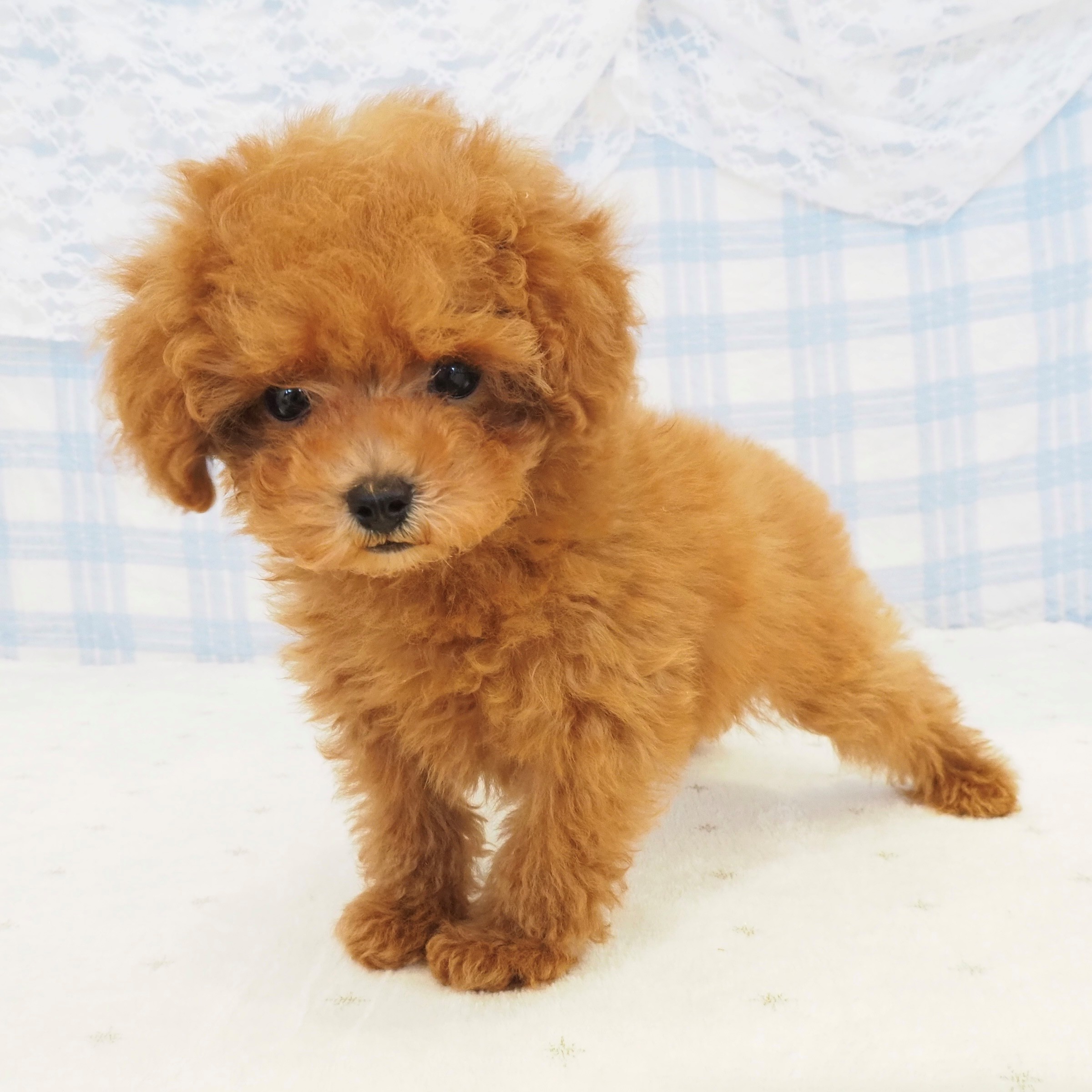 大阪府のトイプードル(トイ) (犬の家＆猫の里もりのみやキューズモールBASE店/2026年7月25日生まれ/男の子/レッドフォーン)の子犬の3枚目の画像