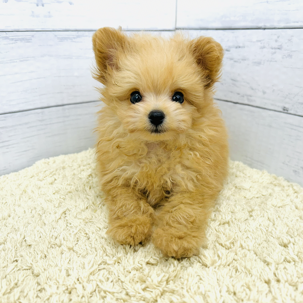 愛知県のポメプー(ポメラニアン×プードル) (犬の家＆猫の里七宝店/2026年7月26日生まれ/男の子/アプリコット)の子犬の3枚目の画像