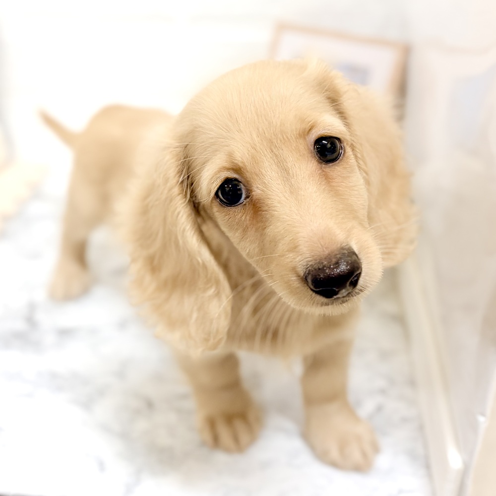 愛知県のミニチュアダックスフンド(ロング) (犬の家＆猫の里豊田店/2026年7月23日生まれ/女の子/クリーム)の子犬の1枚目の画像