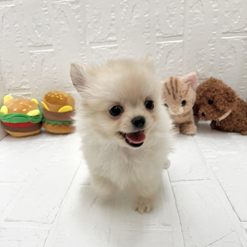 愛知県のポメチワ/チワポメ/ポメチー(ポメラニアン×チワワ) (犬の家＆猫の里豊川インター店/2026年7月25日生まれ/男の子/クリーム)の子犬の3枚目の画像