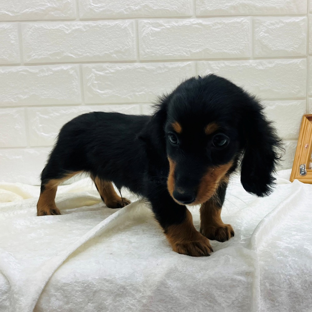 愛知県のミニチュアダックスフンド(ロング) (犬の家＆猫の里名古屋天白店/2026年7月25日生まれ/男の子/ブラックタン)の子犬の3枚目の画像