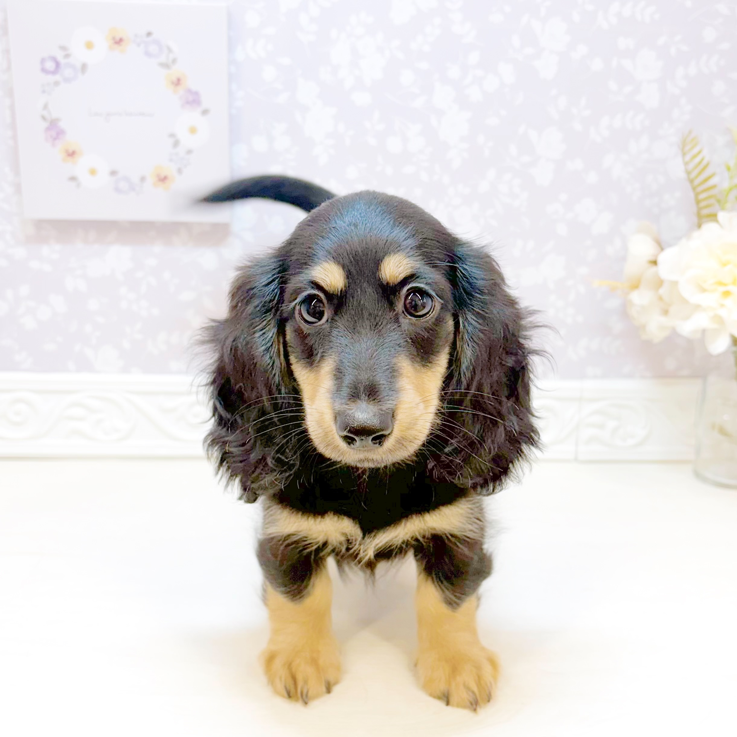 石川県のミニチュアダックスフンド(ロング) (犬の家＆猫の里アミーゴ金沢おこばた店/2026年7月25日生まれ/女の子/ブラッククリーム)の子犬の3枚目の画像