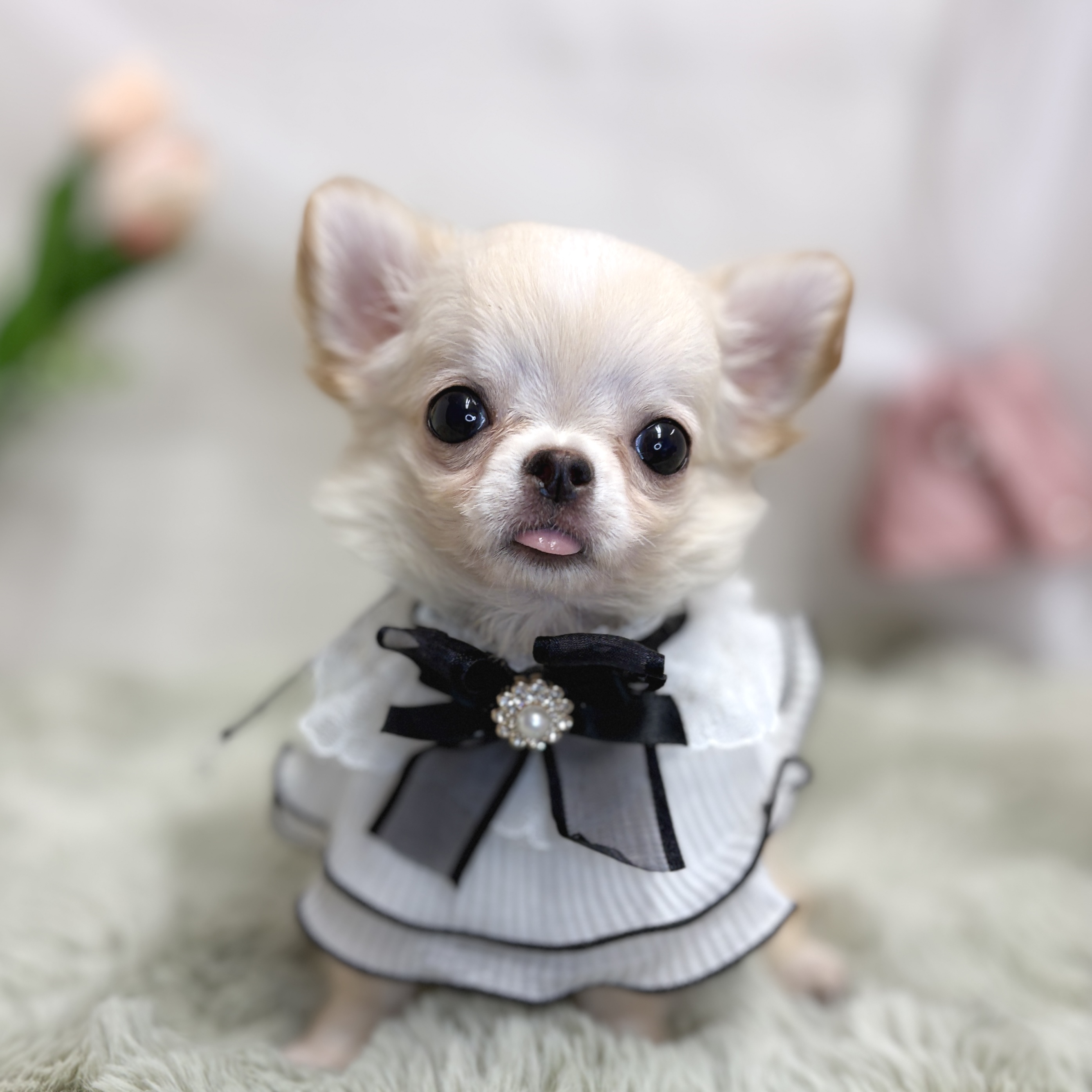 神奈川県のチワワ(ロング) (犬の家＆猫の里相模原店/2026年7月19日生まれ/男の子/クリームホワイト)の子犬の3枚目の画像
