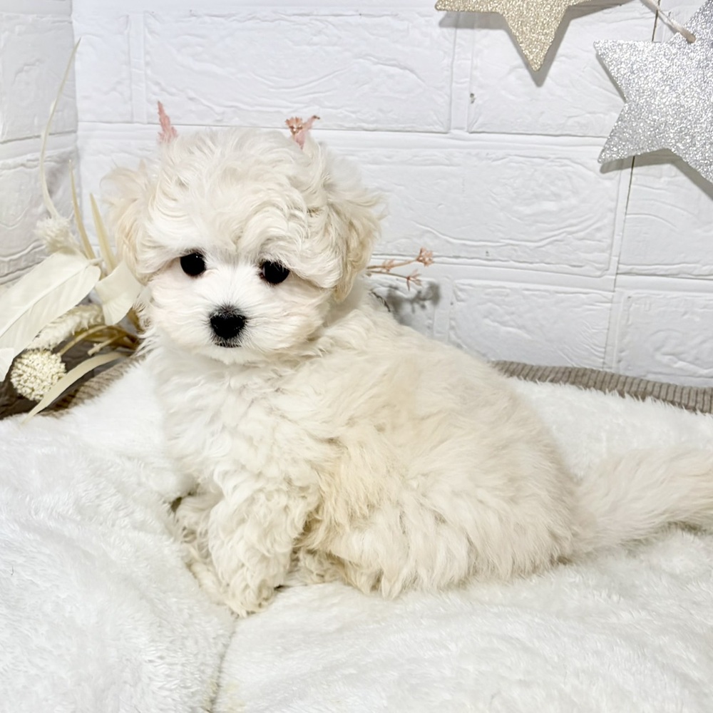兵庫県のマルプー(マルチーズ×プードル) (犬の家＆猫の里ニッケパークタウン加古川店/2026年7月25日生まれ/男の子/ホワイト)の子犬の3枚目の画像