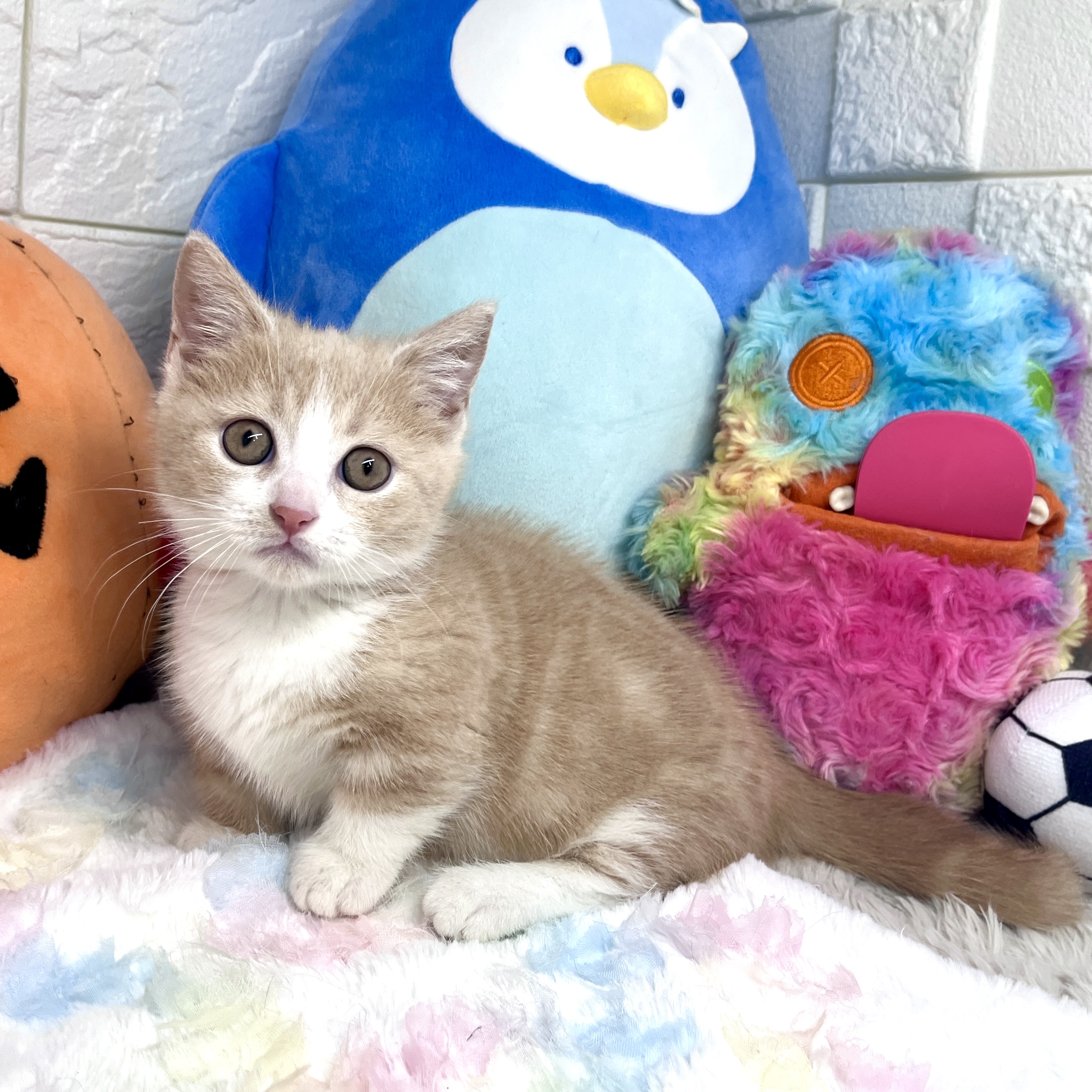兵庫県のマンチカン (犬の家＆猫の里ゆめタウン姫路店/2026年7月20日生まれ/男の子/クリームタビーホワイト)の子猫の3枚目の画像