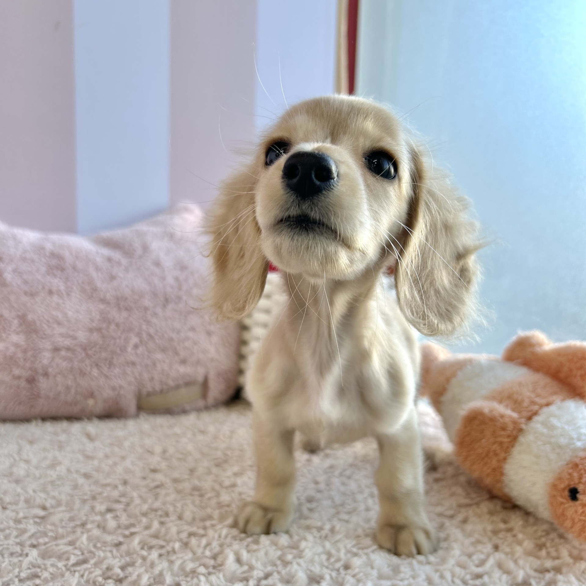 岡山県のミニチュアダックスフンド(ロング) (犬の家＆猫の里倉敷中庄店/2026年7月25日生まれ/女の子/イエロー)の子犬の3枚目の画像