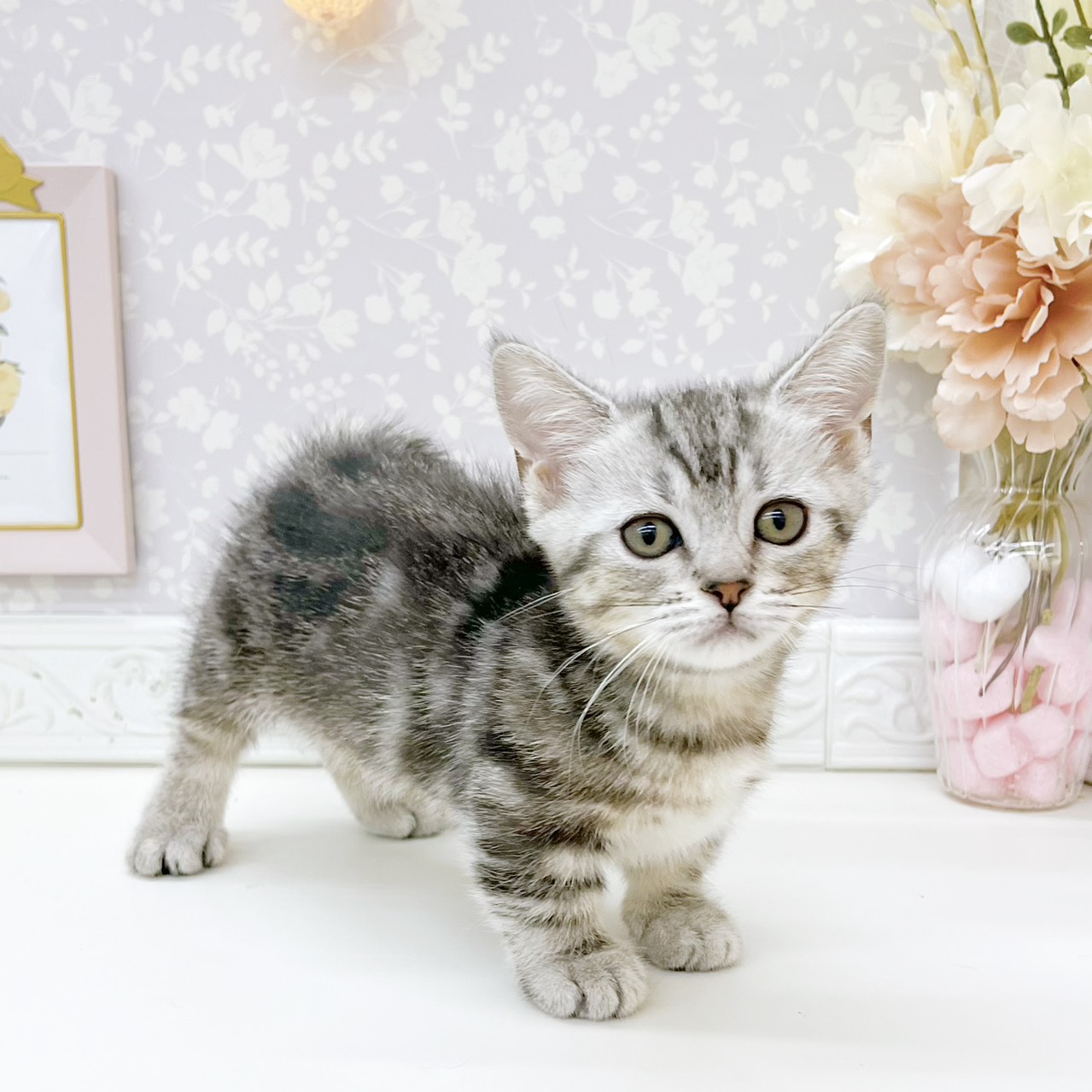 富山県のマンチカン (犬の家＆猫の里富山店/2026年7月25日生まれ/女の子/シルバータビー)の子猫の3枚目の画像