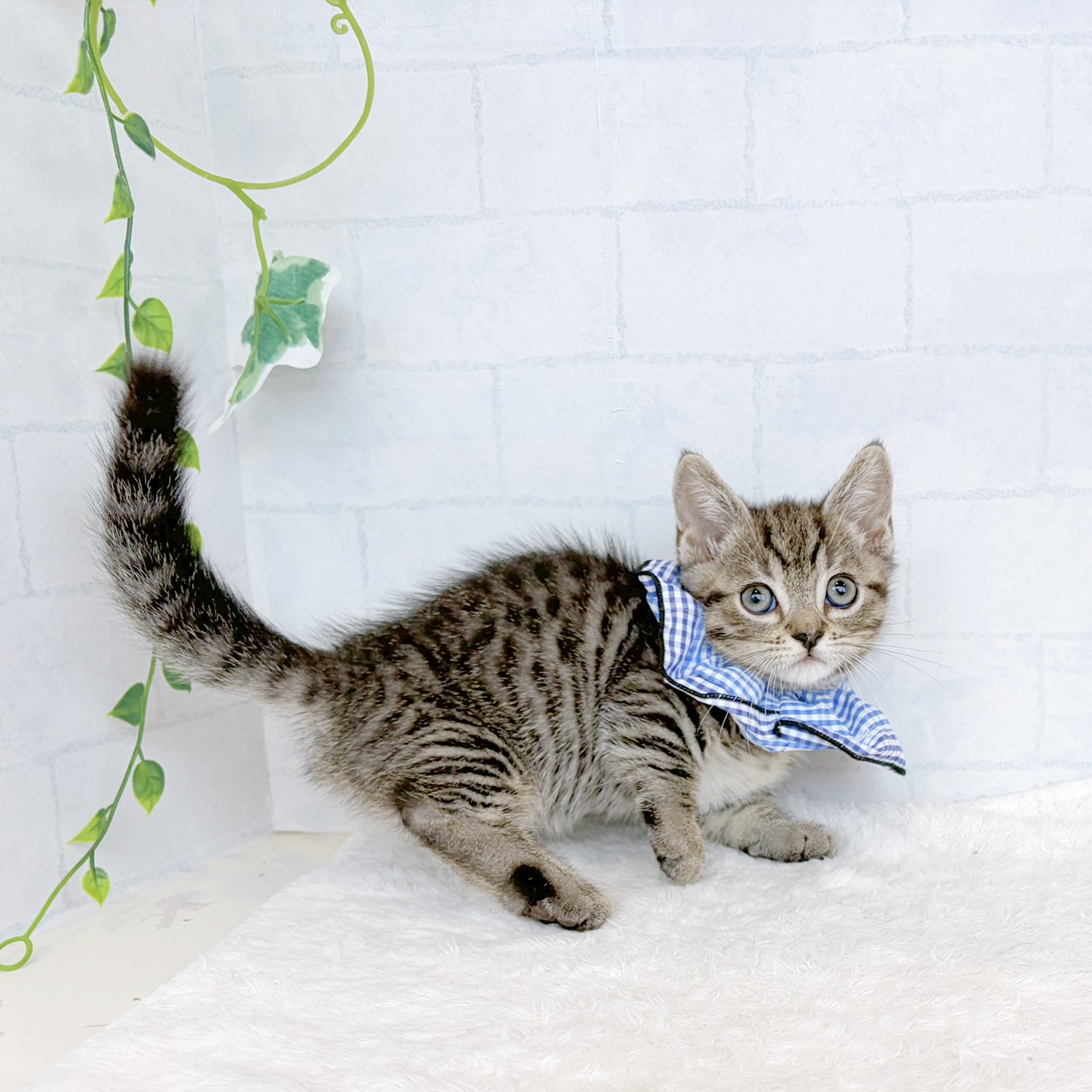 石川県のマンチカン (犬の家＆猫の里金沢店/2026年7月25日生まれ/男の子/シルバータビー)の子猫の3枚目の画像