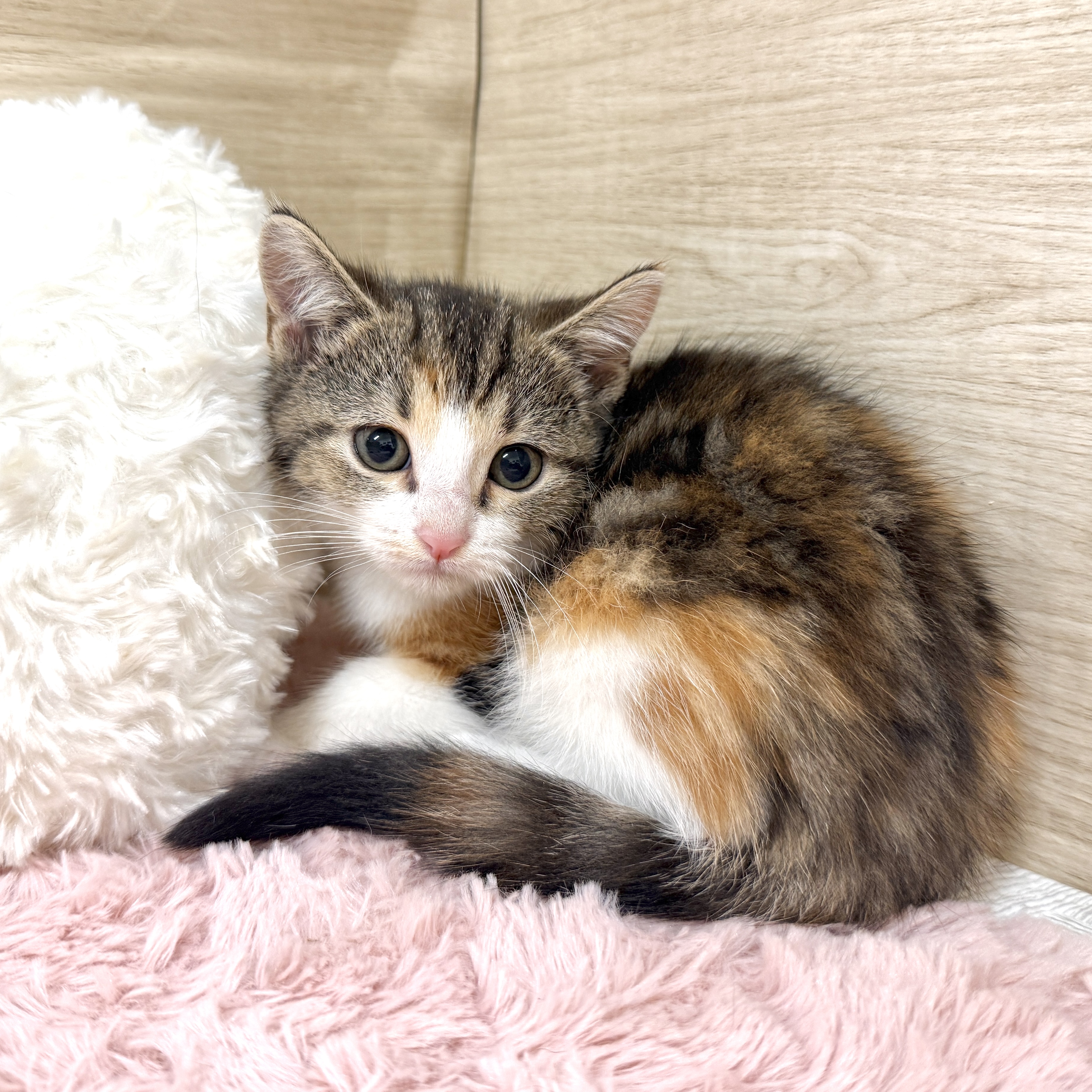 大阪府のマンチカン (犬の家＆猫の里そよら東岸和田店/2026年7月23日生まれ/女の子/ブラウンパッチドタビーホワイト)の子猫の3枚目の画像