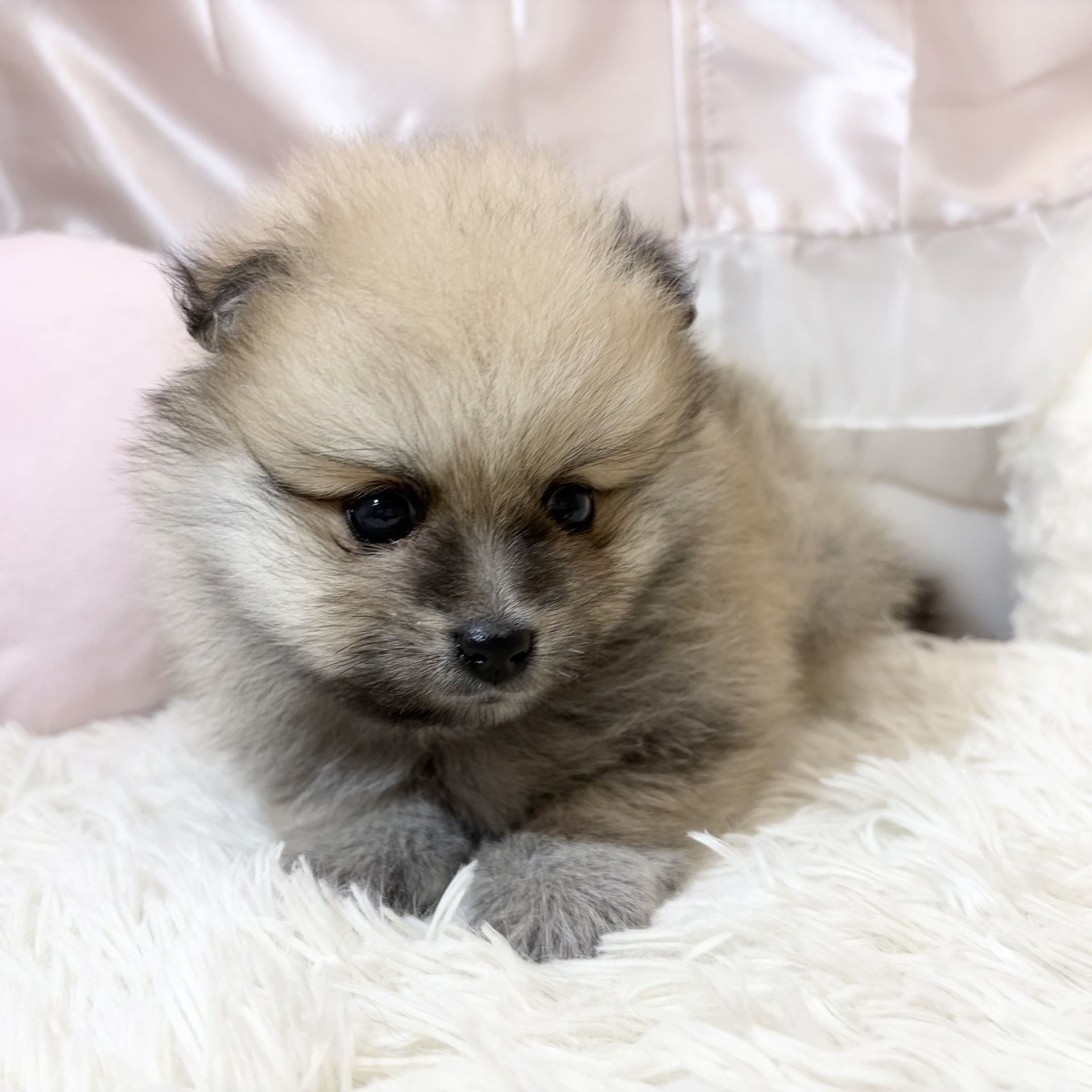 兵庫県のポメラニアン (犬の家＆猫の里カナート西神戸店/2026年7月26日生まれ/男の子/ウルフセーブル)の子犬の3枚目の画像