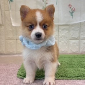 岡山県のポメコーギー(ポメラニアン×コーギー) (犬の家＆猫の里倉敷店/2026年7月23日生まれ/男の子/レッドホワイト)の子犬の1枚目の画像