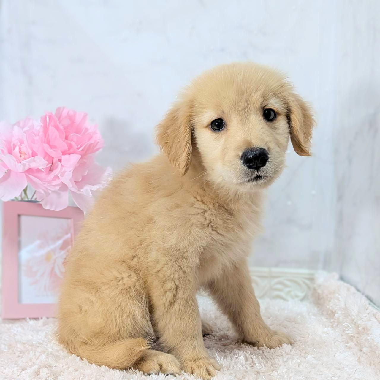 福井県のゴールデンレトリバー (犬の家＆猫の里福井店/2026年7月26日生まれ/女の子/ゴールデン)の子犬の3枚目の画像