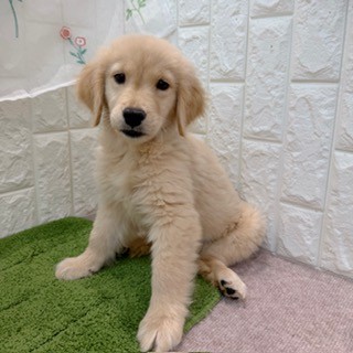 岡山県のゴールデンレトリバー (犬の家＆猫の里倉敷店/2026年7月26日生まれ/女の子/ゴールデン)の子犬の3枚目の画像