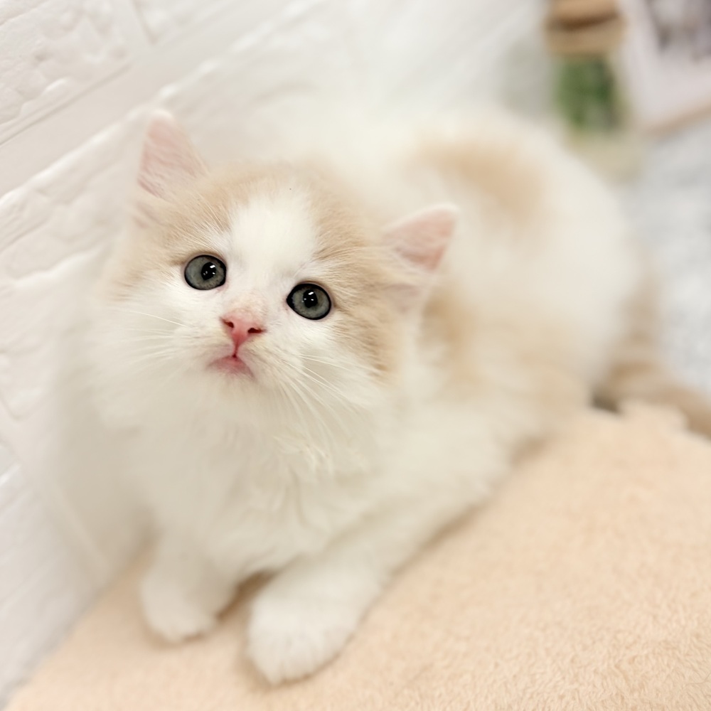 愛知県のミヌエット (犬の家＆猫の里豊田店/2026年7月26日生まれ/男の子/クリームタビーホワイト)の子猫の3枚目の画像