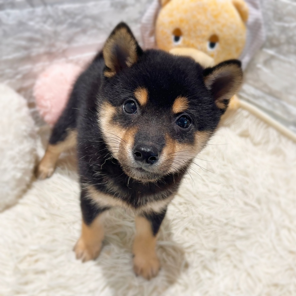 愛知県の豆柴 (犬の家＆猫の里MiO香久山店/2026年7月26日生まれ/男の子/黒)の子犬の3枚目の画像