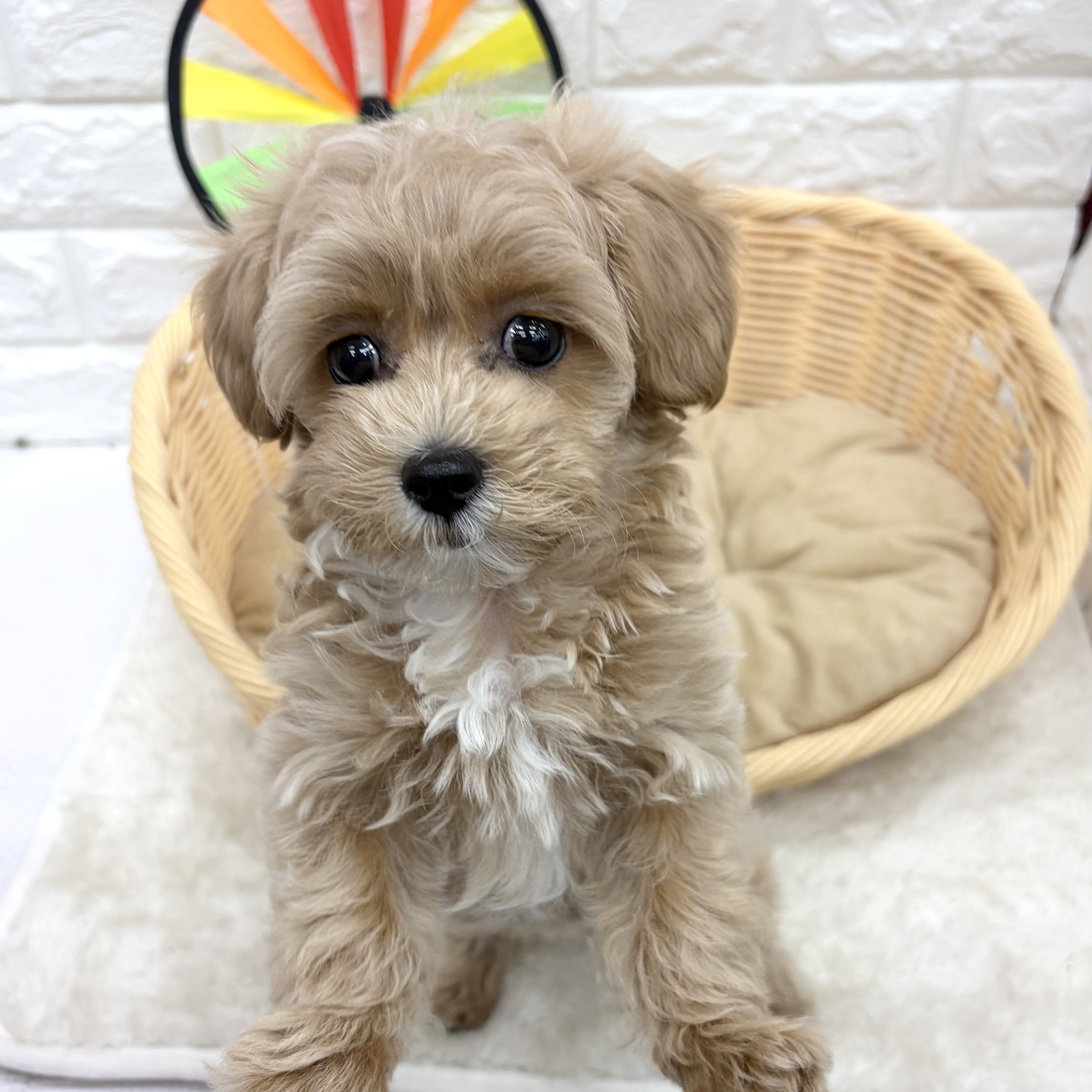 ハーフ犬女の子の写真