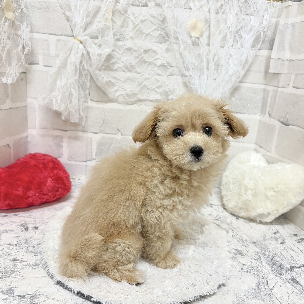 京都府のマルプー(マルチーズ×プードル) (犬の家＆猫の里京都精華店/2026年7月24日生まれ/女の子/クリームホワイト)の子犬の3枚目の画像