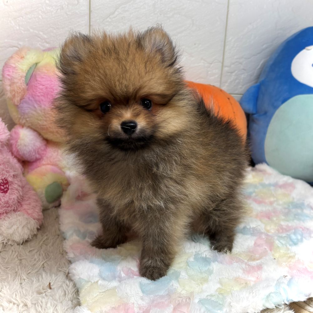 兵庫県のポメラニアン (犬の家＆猫の里ゆめタウン姫路店/2026年7月23日生まれ/男の子/オレンジセーブル)の子犬の3枚目の画像