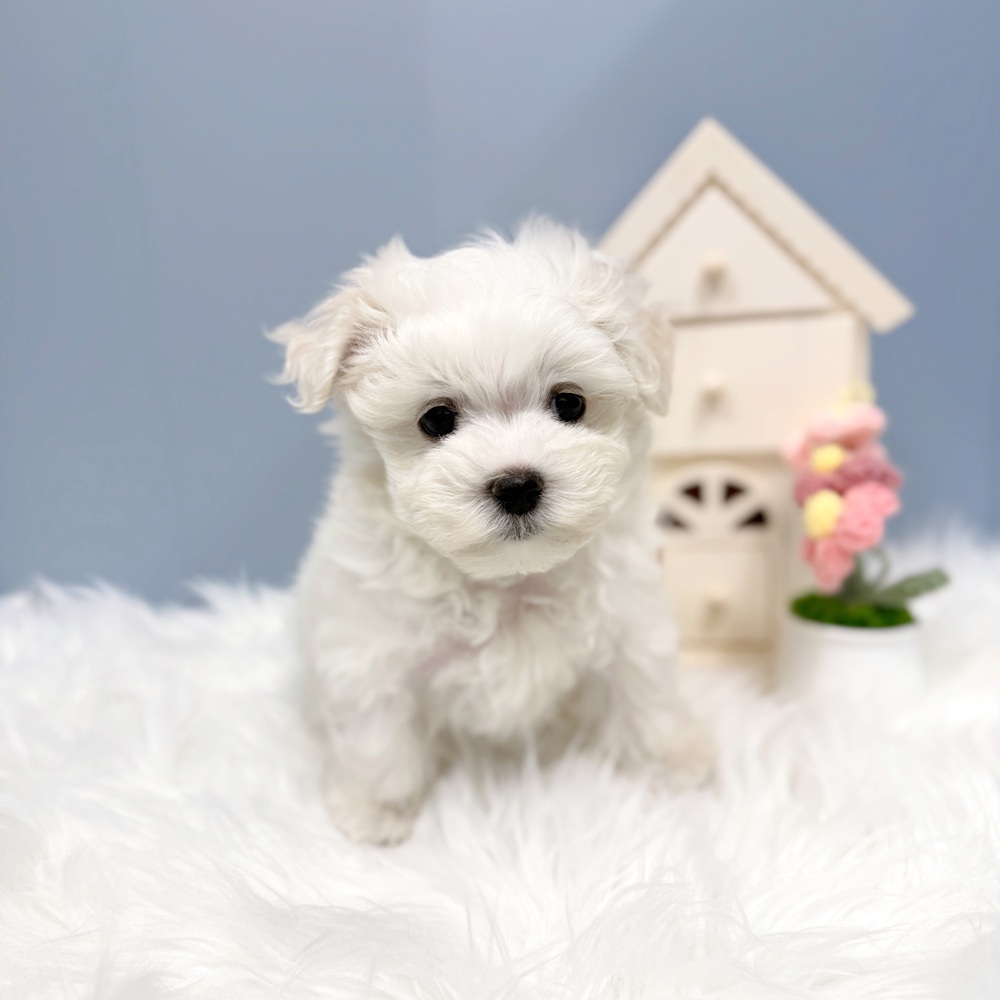 愛知県のマルチーズ (犬の家＆猫の里岡崎店/2026年7月27日生まれ/男の子/ホワイト)の子犬の3枚目の画像