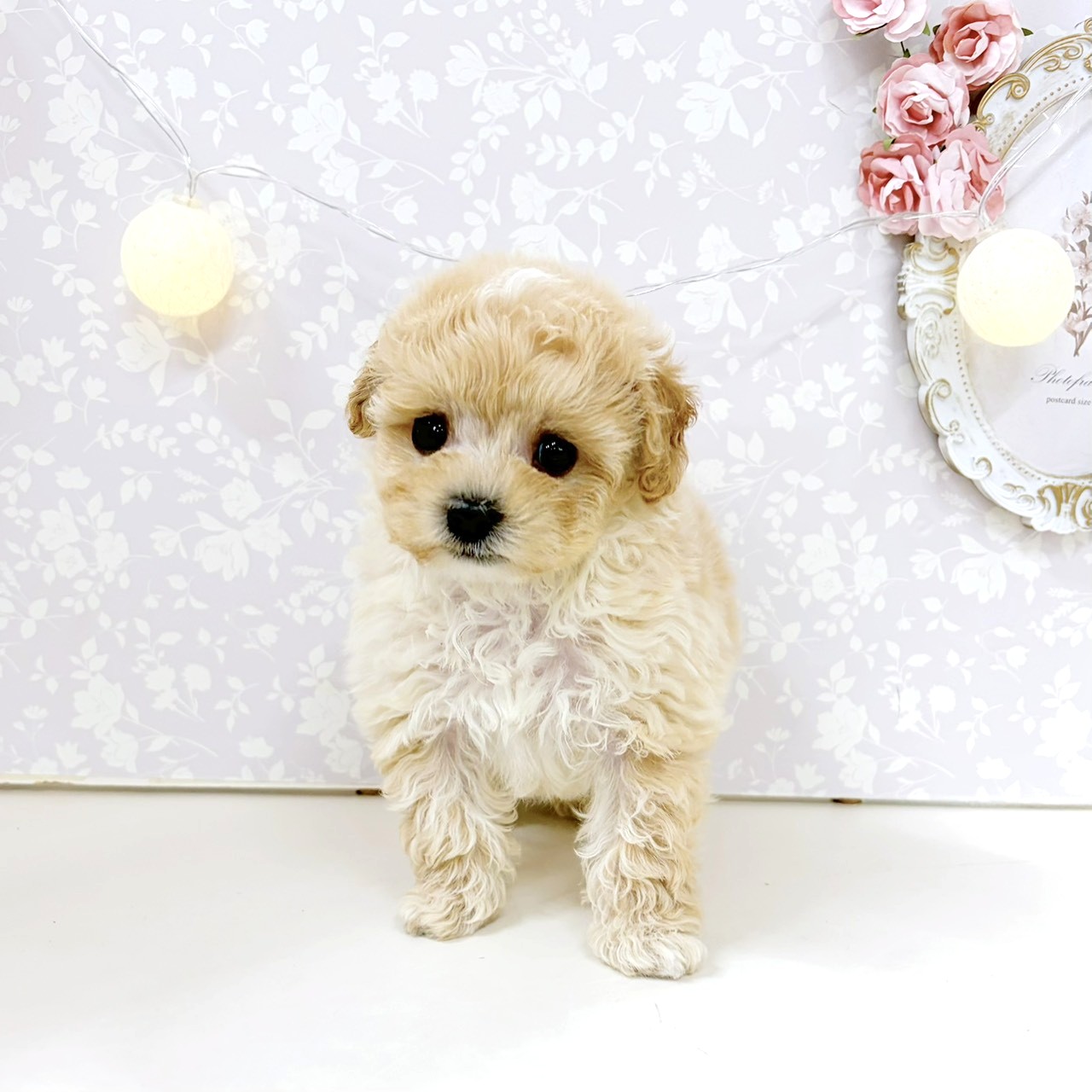 富山県のビションプー(ビションフリーゼ×プードル) (犬の家＆猫の里アミーゴ高岡蓮花寺店/2026年7月27日生まれ/男の子/アプリコット)の子犬の3枚目の画像