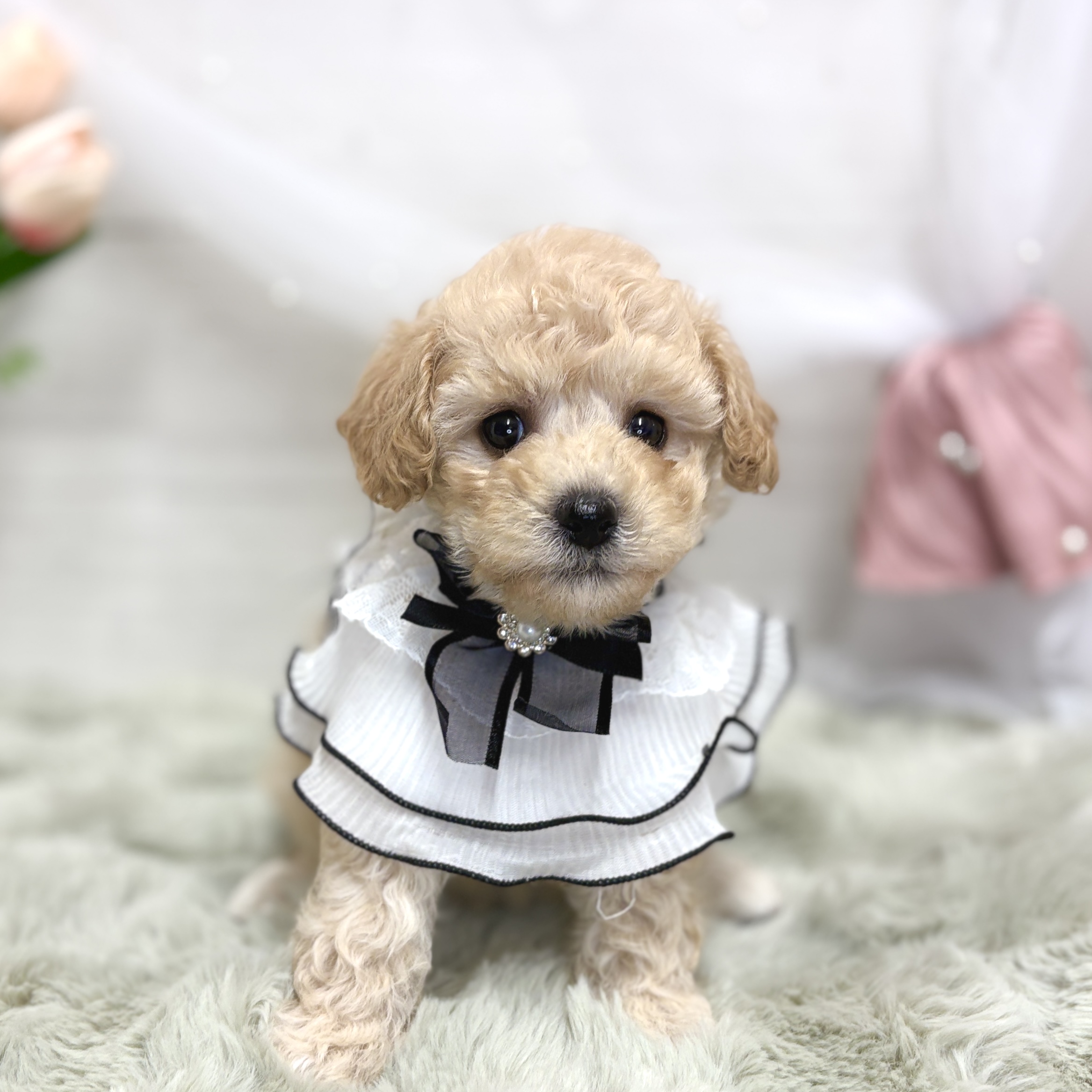 神奈川県のビションプー(ビションフリーゼ×プードル) (犬の家＆猫の里相模原店/2026年7月27日生まれ/女の子/アプリコット)の子犬の3枚目の画像