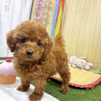 神奈川県のトイプードル(トイ) (犬の家＆猫の里小田原店/2026年7月28日生まれ/女の子/レッド)の子犬の3枚目の画像