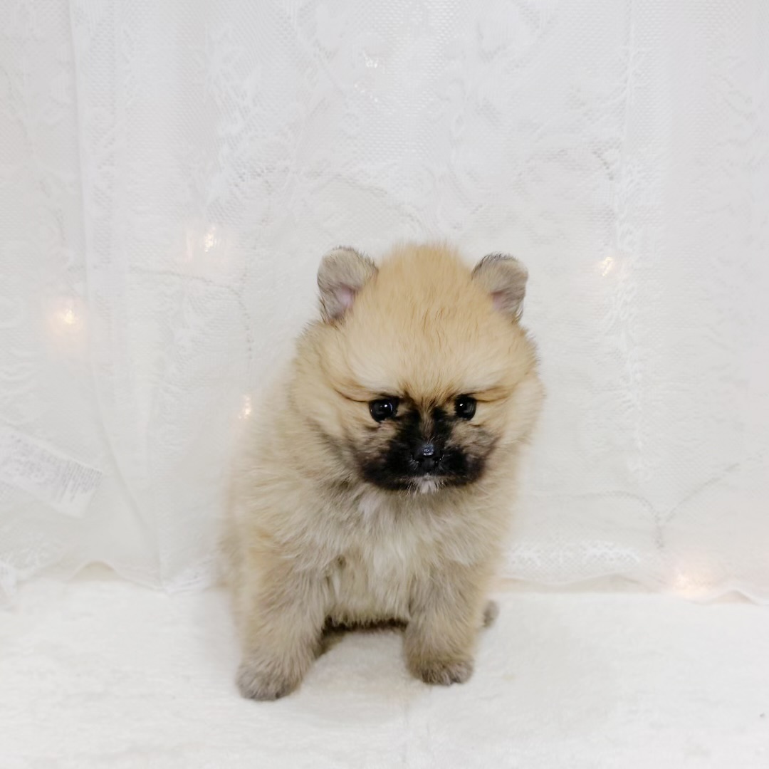 千葉県のポメラニアン (犬の家＆猫の里BIGHOPガーデンモール印西店/2026年7月28日生まれ/男の子/オレンジセーブル)の子犬の3枚目の画像