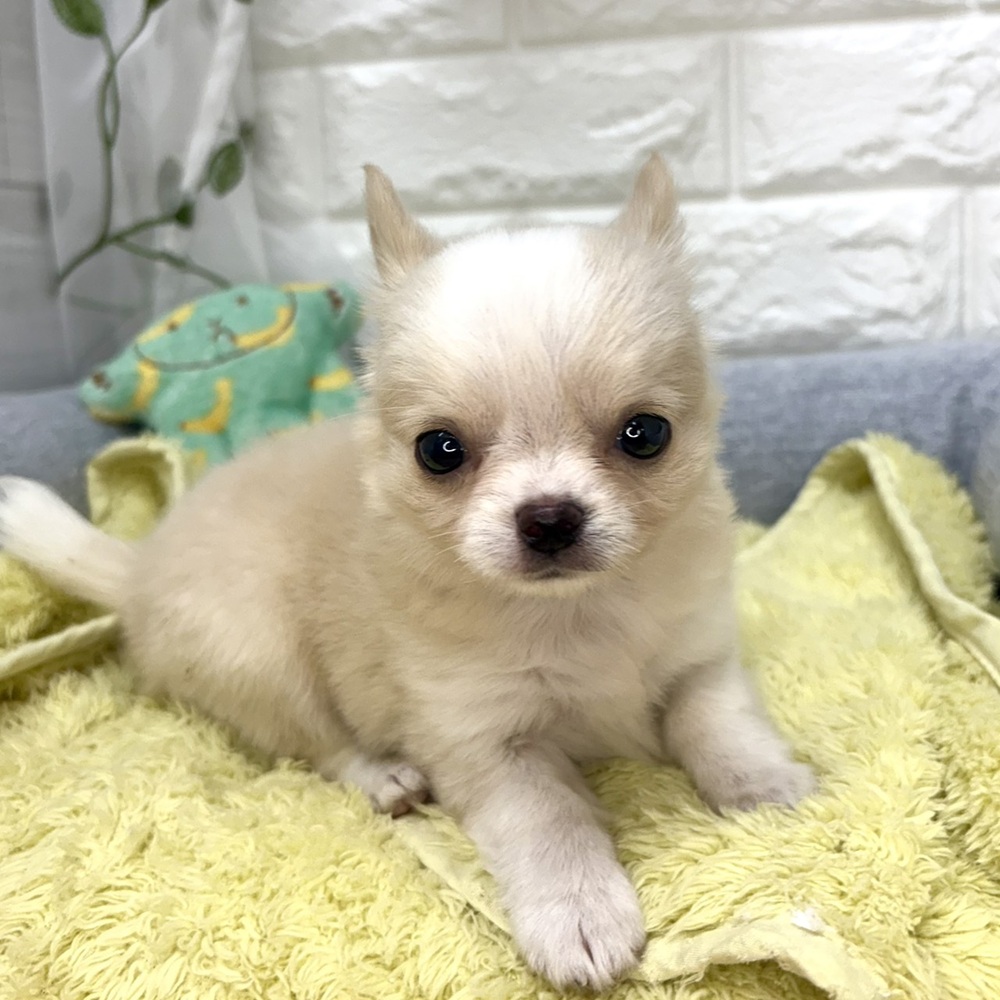 長野県のチワワ(ロング) (犬の家＆猫の里塩尻店/2026年7月26日生まれ/女の子/クリームホワイト)の子犬の1枚目の画像