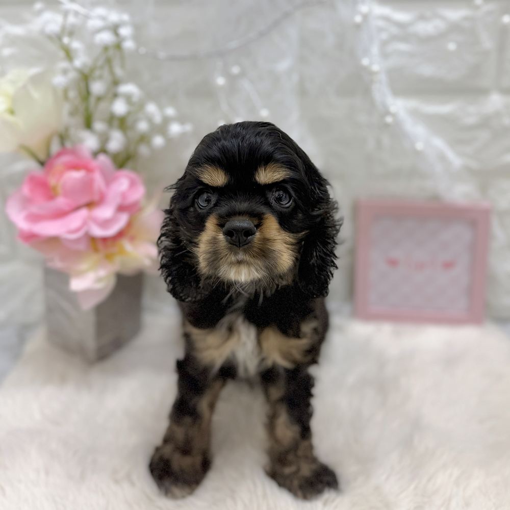 福井県のアメリカンコッカースパニエル (犬の家＆猫の里アミーゴ福井大和田店/2026年7月27日生まれ/女の子/ブラックタン)の子犬の3枚目の画像