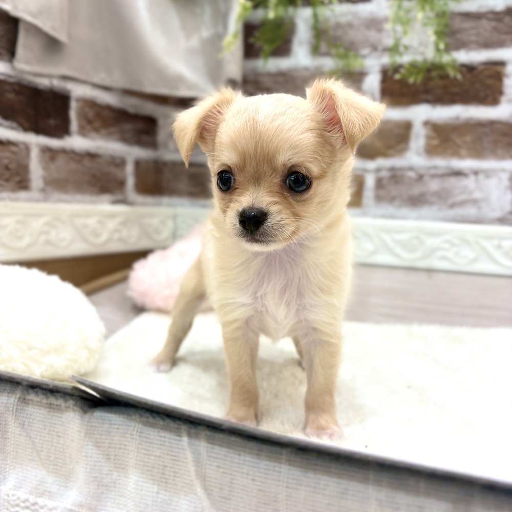 三重県のチワワ(ロング) (犬の家＆猫の里三重桑名店/2026年7月28日生まれ/男の子/クリームホワイト)の子犬の3枚目の画像
