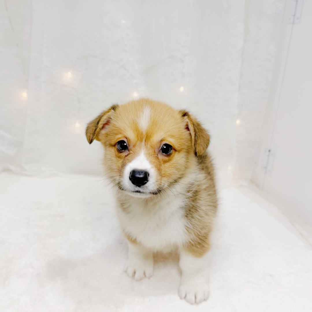 千葉県のウェルシュコーギーペンブローク (犬の家＆猫の里BIGHOPガーデンモール印西店/2026年7月28日生まれ/男の子/レッドホワイト)の子犬の1枚目の画像