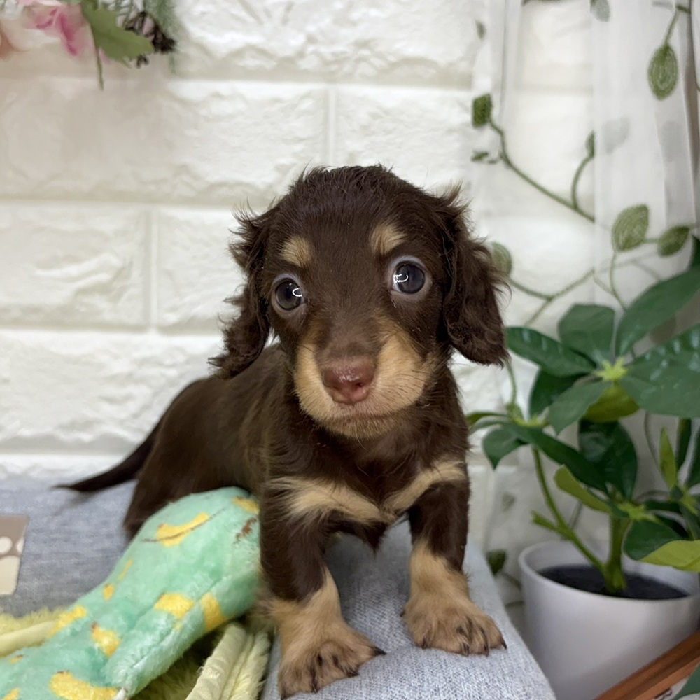 長野県のミニチュアダックスフンド(ロング) (犬の家＆猫の里塩尻店/2026年7月27日生まれ/女の子/チョコレートイエロー)の子犬の3枚目の画像
