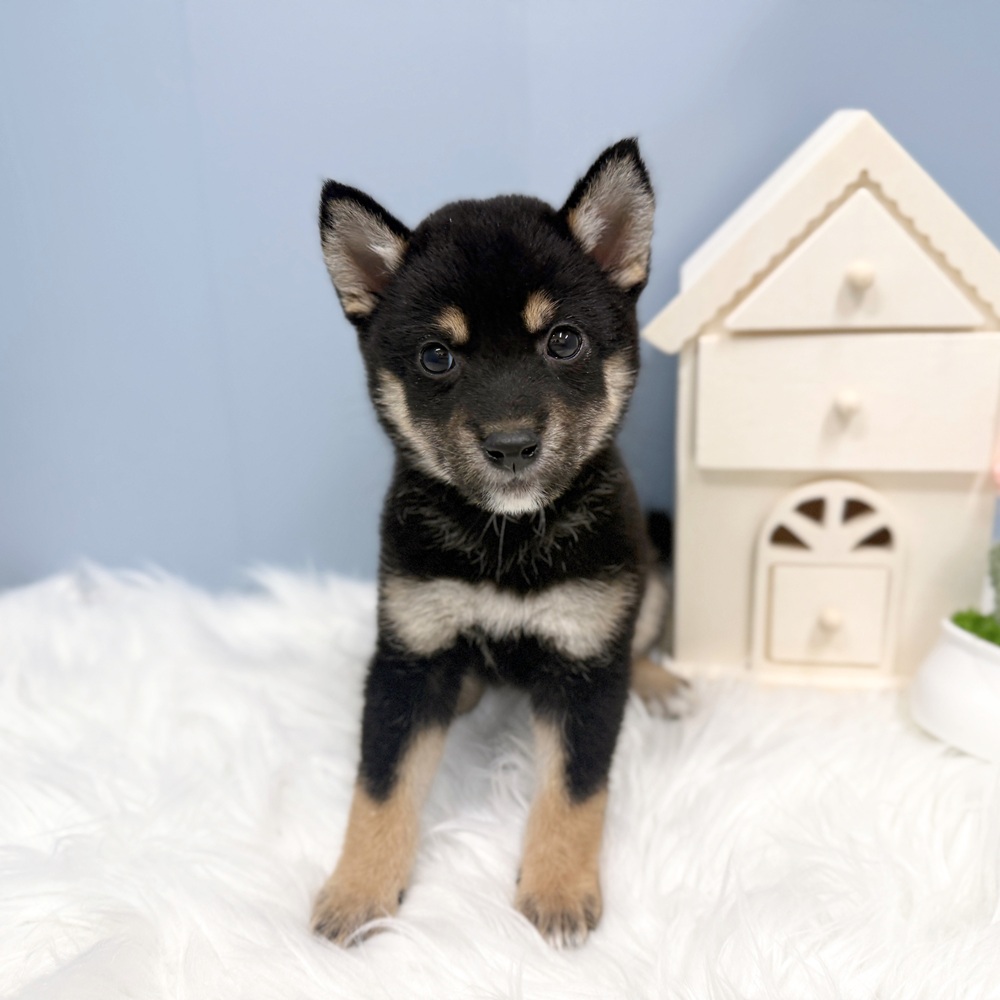 愛知県の柴犬(標準サイズ) (犬の家＆猫の里岡崎店/2026年7月28日生まれ/女の子/黒)の子犬の1枚目の画像
