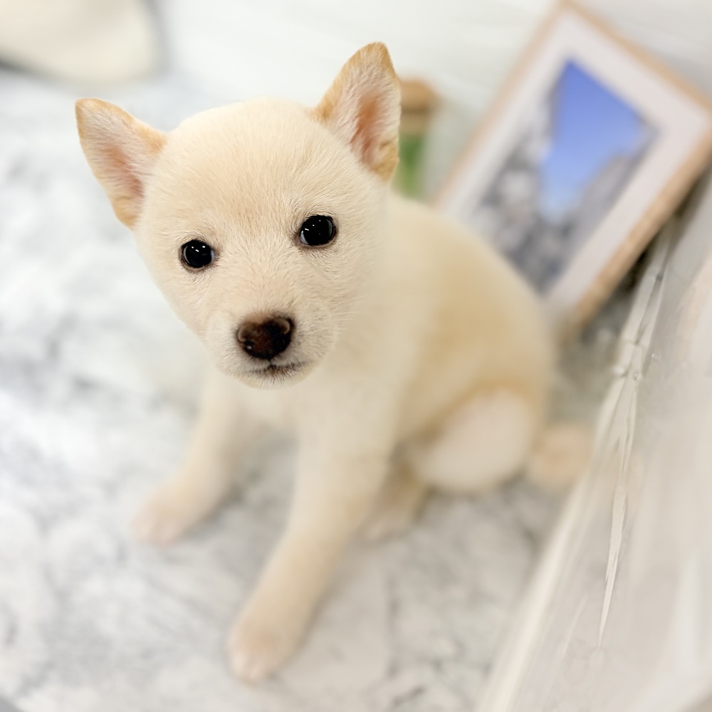 愛知県の柴犬(標準サイズ) (犬の家＆猫の里豊田店/2026年7月28日生まれ/女の子/白)の子犬の3枚目の画像