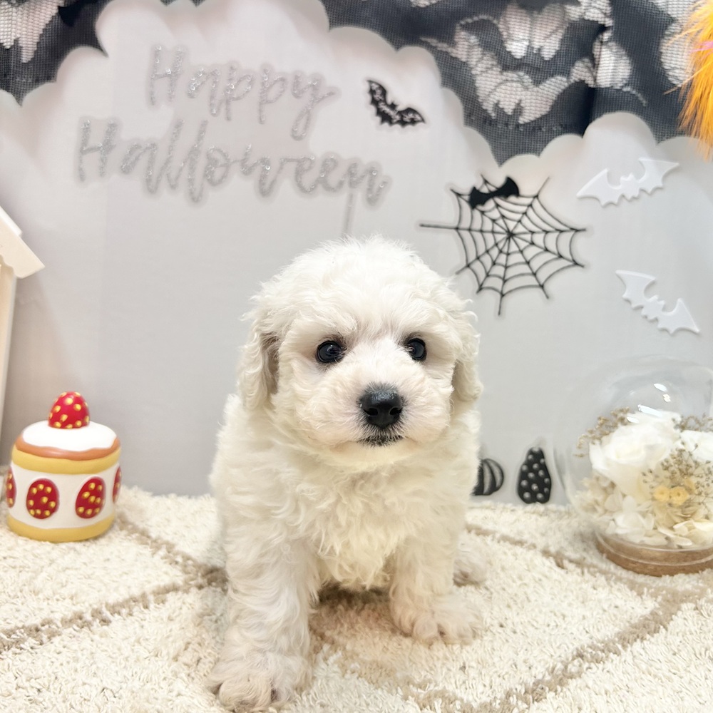 静岡県のビションフリーゼ (犬の家＆猫の里プレ葉ウォーク浜北店/2026年7月26日生まれ/男の子/ホワイト)の子犬の3枚目の画像