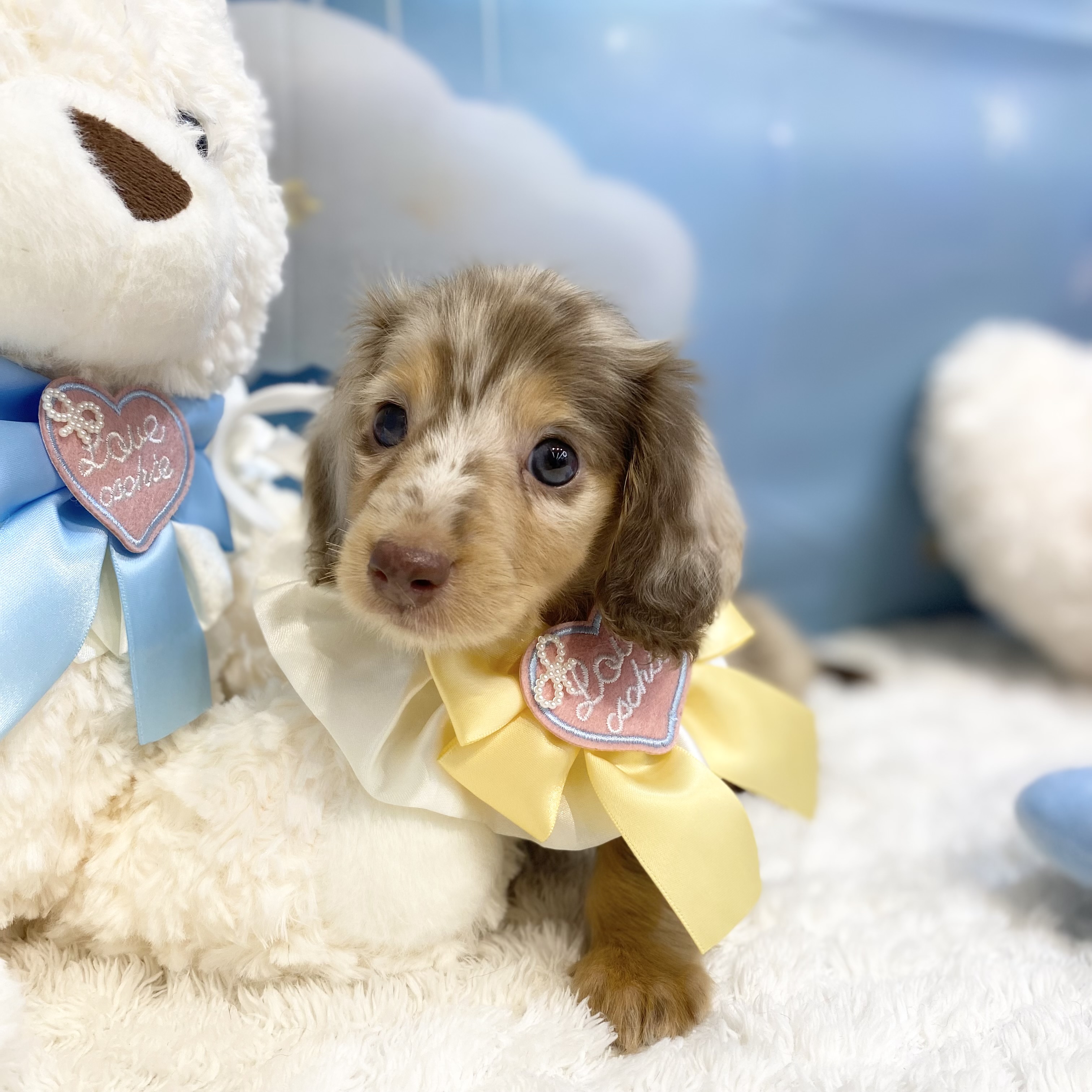 長野県のミニチュアダックスフンド(ロング) (犬の家＆猫の里カインズ梓川店/2026年7月28日生まれ/女の子/チョコレートタンダップル)の子犬の1枚目の画像
