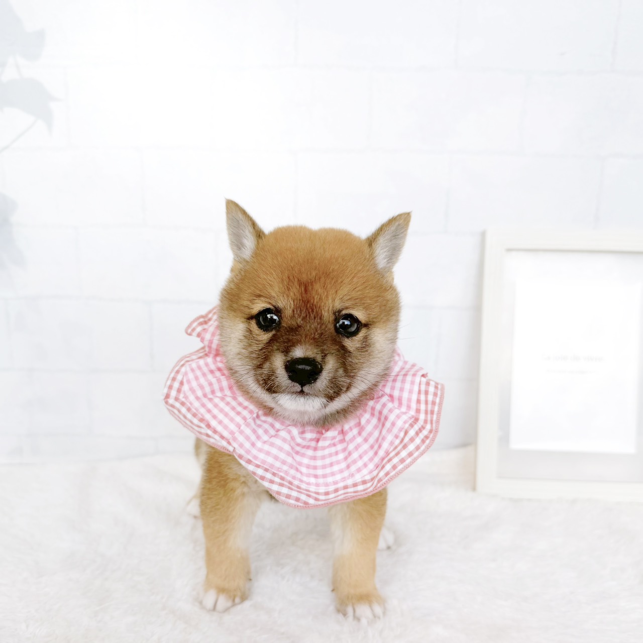 石川県の豆柴 (犬の家＆猫の里金沢店/2026年7月28日生まれ/女の子/赤)の子犬の3枚目の画像
