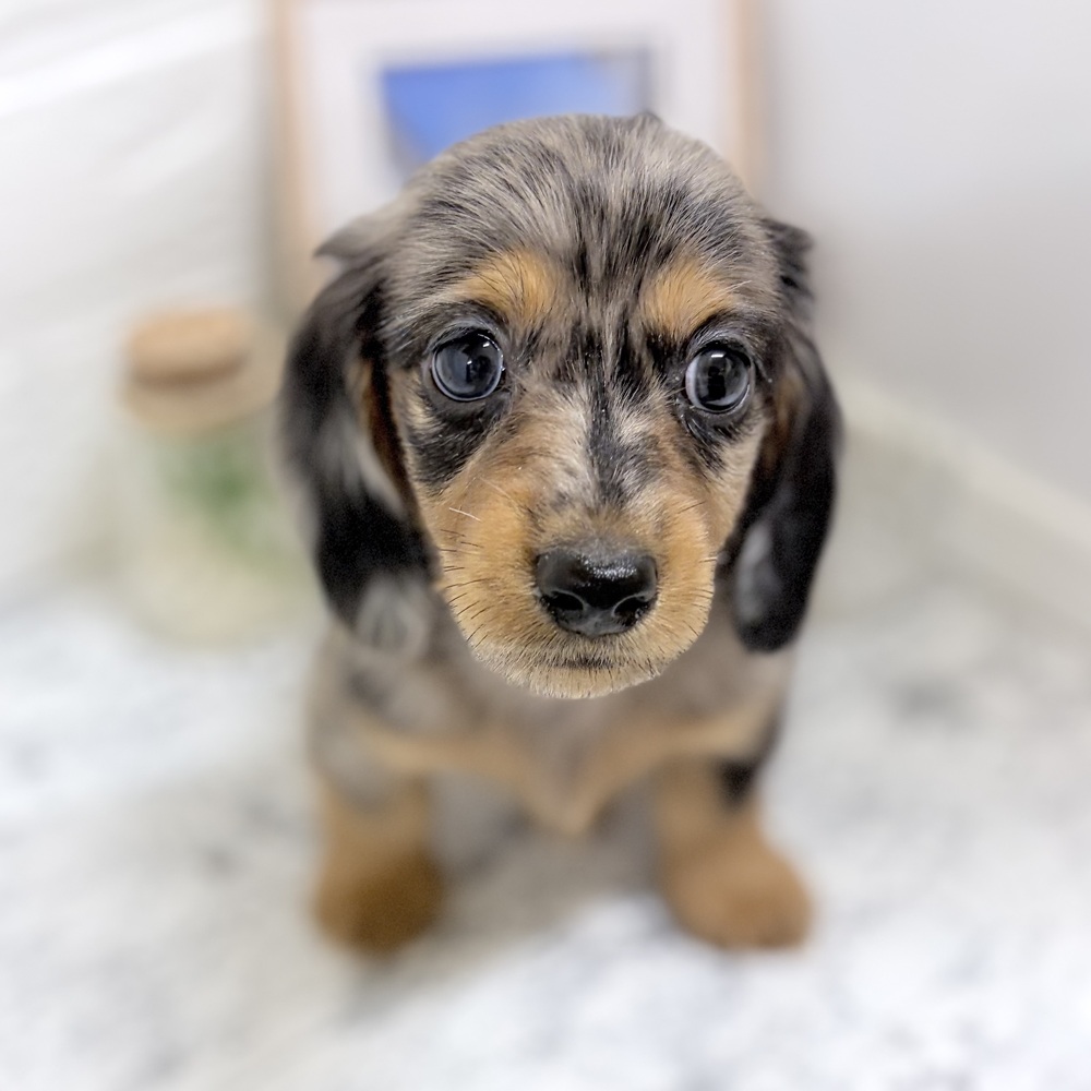 愛知県のミニチュアダックスフンド(ロング) (犬の家＆猫の里豊田店/2026年7月27日生まれ/男の子/シルバーダップル)の子犬の3枚目の画像