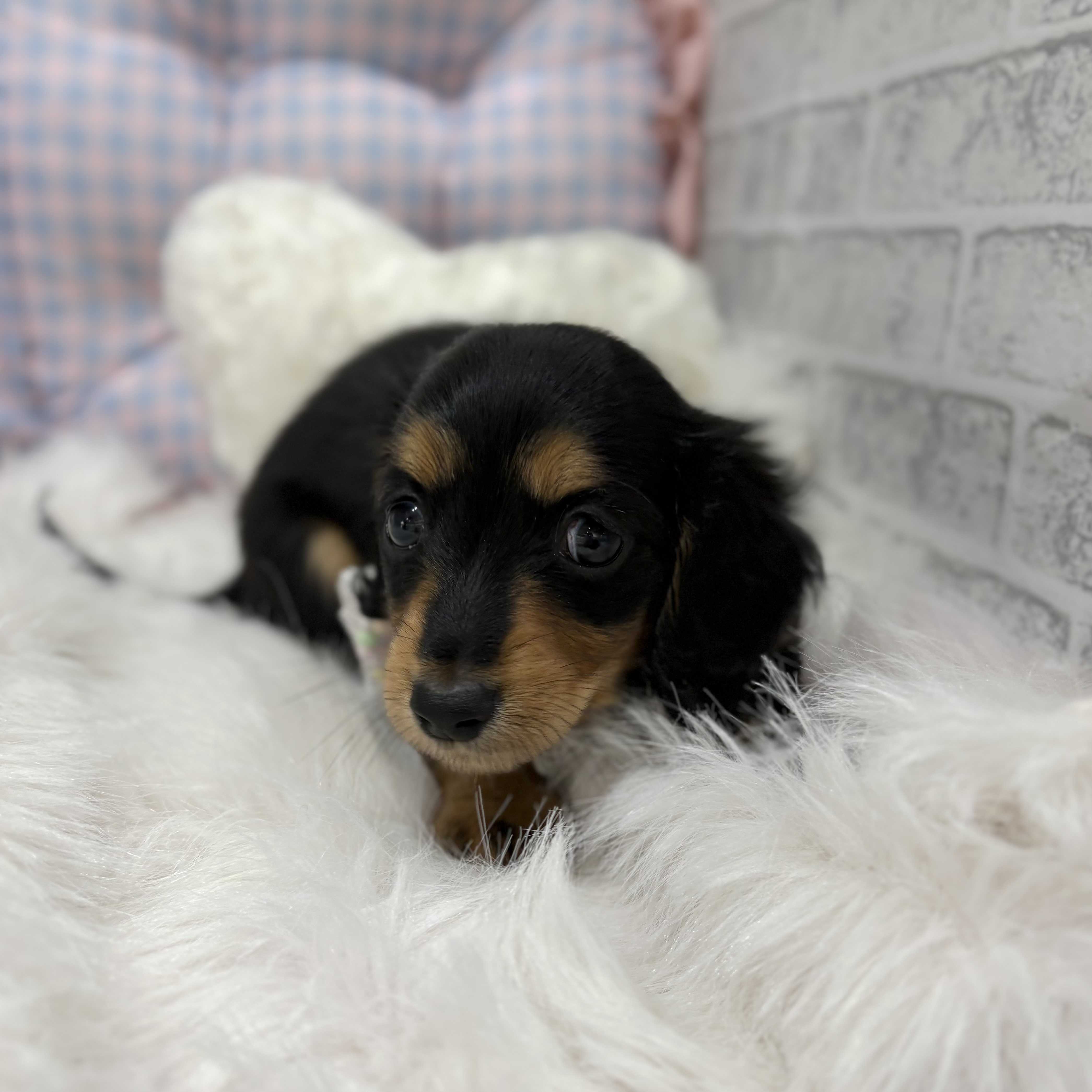 神奈川県のミニチュアダックスフンド(ロング) (犬の家＆猫の里元住吉ブレーメン通り店/2026年7月26日生まれ/女の子/ブラックタン)の子犬の3枚目の画像