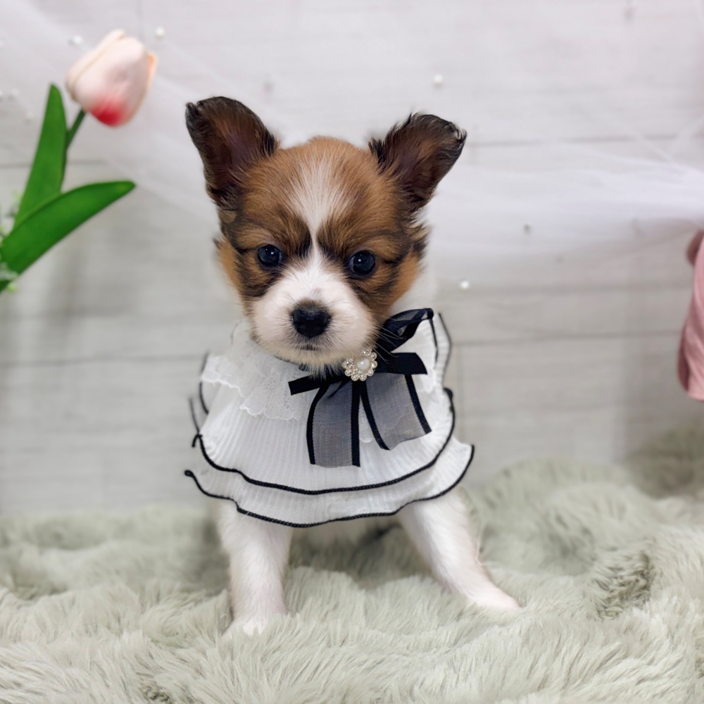 神奈川県のパピヨン (犬の家＆猫の里相模原店/2026年7月26日生まれ/女の子/ホワイトブラウン)の子犬の3枚目の画像