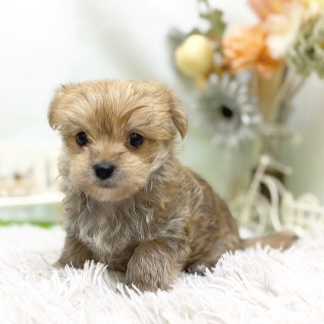 静岡県のマルキー/マルヨーキー(マルチーズ×ヨークシャーテリア) (犬の家＆猫の里藤枝店/2026年7月25日生まれ/男の子/オレンジ)の子犬の3枚目の画像
